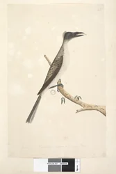 Natural Size Noisy Friarbird