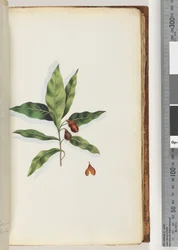 Page 58. Unidentified plant