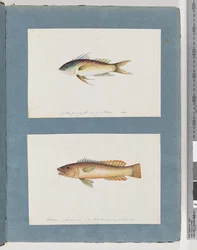 Unidentified Fish