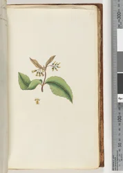 Page 60. Unidentified Plant