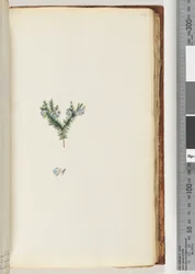 Page 64. Unidentified plant