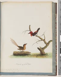 Scarlet Honeyeater and Unidentified Bird