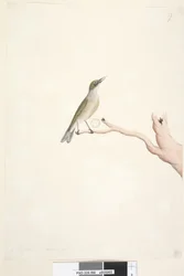 Page 66. August. Natural size Grey, Backed Silvereye Zosterops lateralis