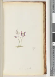 Page 66. Wild Violet