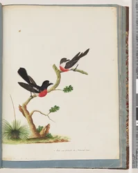 Page 73. Scarlet Robins