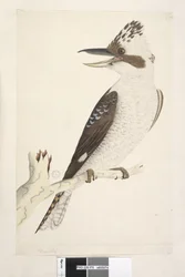 Laughing Jackass, 1791-92