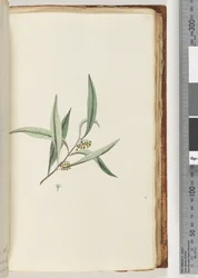 Page 75. Unidentified Plant
