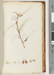 Page 78. No Inscription, Unfinished Drawing