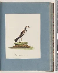 Page 79. Black-fronted Dotterel