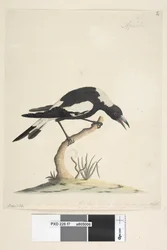Page 7. Barita. Following Title in Different Hand 1/2 the Natural Size. Another Note in a Third Hand, Reads This Bird Has a Very Uncommon and Not Unpleasant Note. Black-Backed Magpie Gymnorhina Tibicen, 1791-92