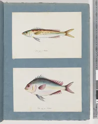 Unidentified Fish