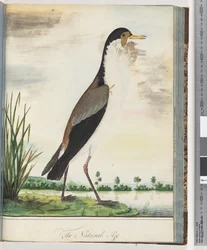 Masked Lapwing or Spur-winged Plover