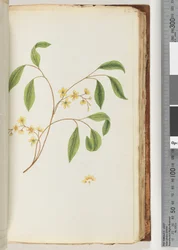 Page 82. Unidentified Plant