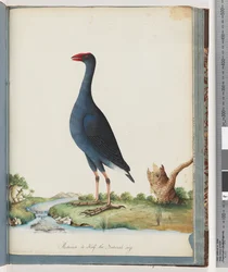 Page 84. Purple Swamphen. Purple Gallinule