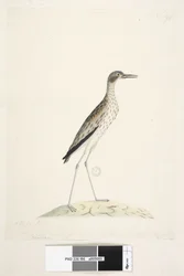 Southern Stone Curlew, 1791-92