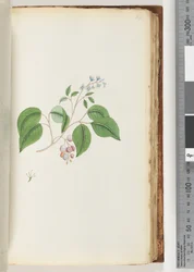 Page 87. Unidentified Plant