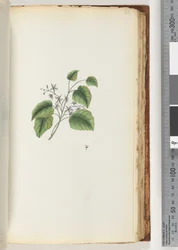 Page 88. Unidentified Plant