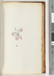 Page 89. No inscription. Unidentified plant
