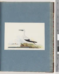 Page 91. Unidentified Bird. Pel. borssanus