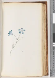 Page 91. Unidentified Plant