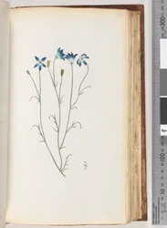 Page 92. Unidentified Plant
