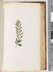 Page 93. Unidentified plant