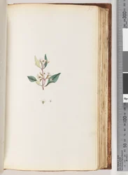 Page 97. Unidentified plant