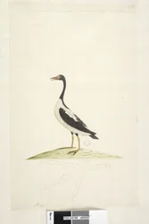 Page 98. Anas. Along Upper Edge in Different Hand This Bird is About the Size of a Goose. Below is an Outline of the Foot Drawn the Natural Size Pied Goose Anseranas semipalmata