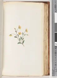 Page 98. Unidentified Plant