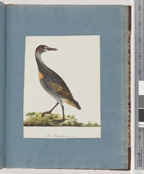 Buff-banded Rail