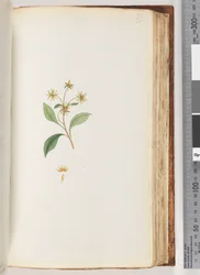 Page 99. Unidentified Plant