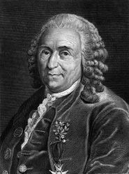 Portrait of Carl Von Linné, Swedish naturalist and writer (1707 - 1778). Engraving of the 19th century