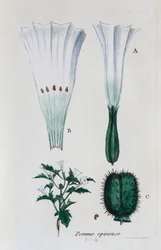 Prickly Apple (Datura, Common Jimsonweed)
