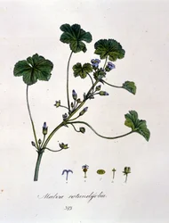 Purple: herb whose infusion has calming effects