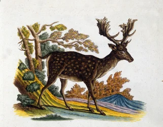 Representation of a reindeer. 18th century engraving.