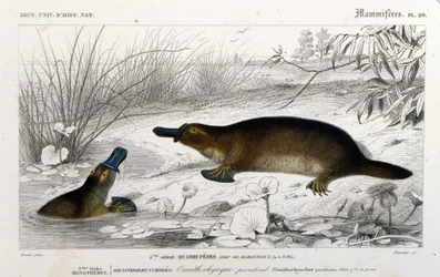 Representation of an Ornithorynch (Ornithorhynchus paradoxus, Blum.). Engraving from “Universal Dictionary of Natural History” by C. D