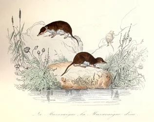 Shrew and Water Shrew Classified by Linnaean Nomenclature and Cuvier (engraving)