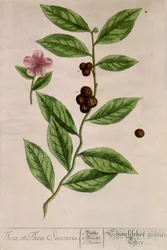 Sinensis Tea Plant - Botanical Board