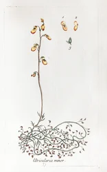Small Uricularis