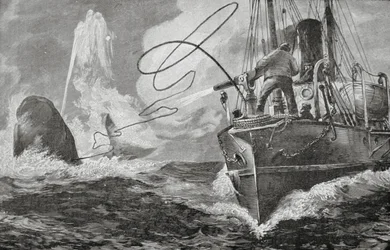 Steamers as Whalers