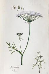 Terrenoix