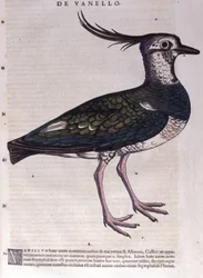 The lapwing from Historiae Animalium by Conrad Gesner (1516 - 1565), Tiguri