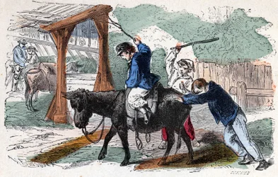 The Donkey in the Farm. 19th century illustration. Bianchetti Collection
