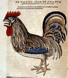 The rooster after the Historia Animalium by Conrad Gesner, Tiguri 1560. Biblioteca nazionale Braidense. Milan