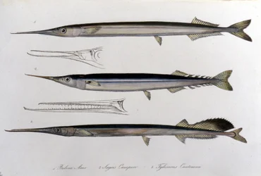 The Sea Needle. Natural History Board. 19th Century