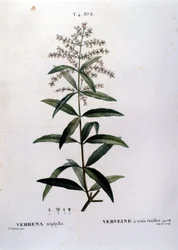 The Verbena. 19th Century Engraving