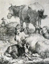 Traught horse, goat, goat and ram