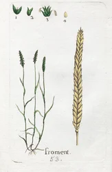 Wheat