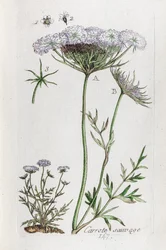 Wild Carrot