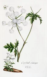 Wild Chervil